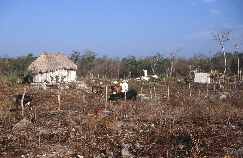 50_Indiaans boerderijtje, Quintana Roo.jpg
